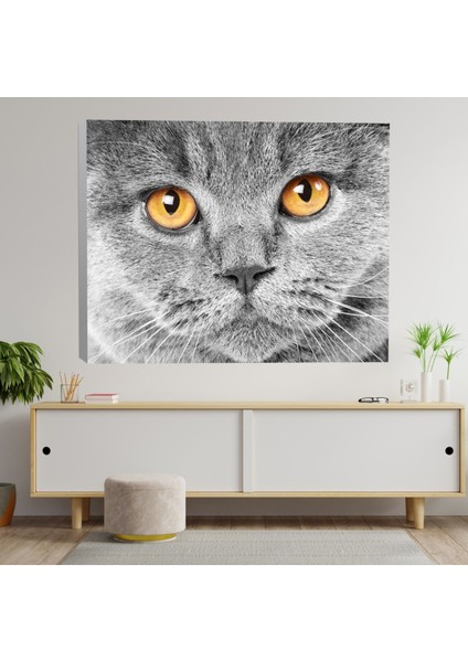 Yakın Çekim Ingiliz Kedi Kanvas Tablo