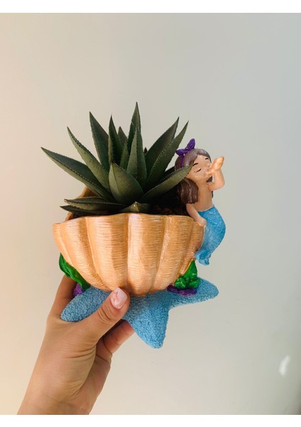 Eniz Kızı Saksıda Ekili Succulent