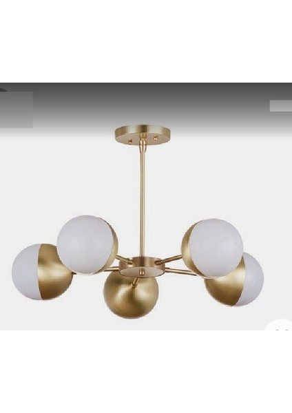 Polly Avize 5 Li