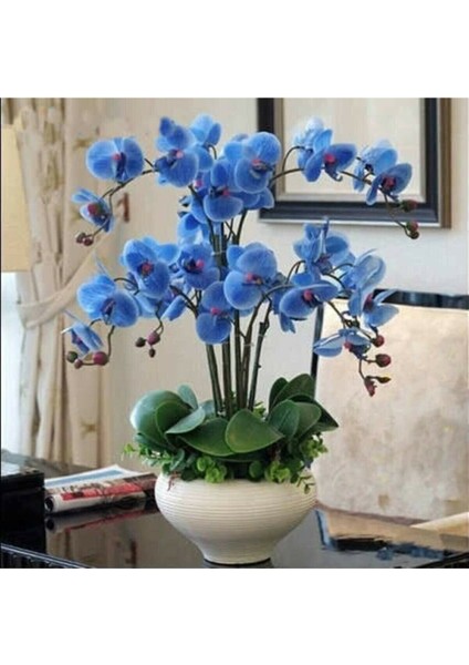 10 Adet Mavi Orkide Tohumu