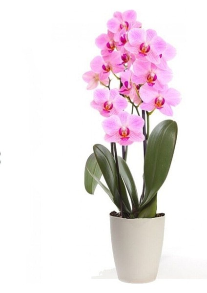 Pembe Orkide Tohumu 5 Adet Tohum Phalaenopsis Çiçek Tohumu