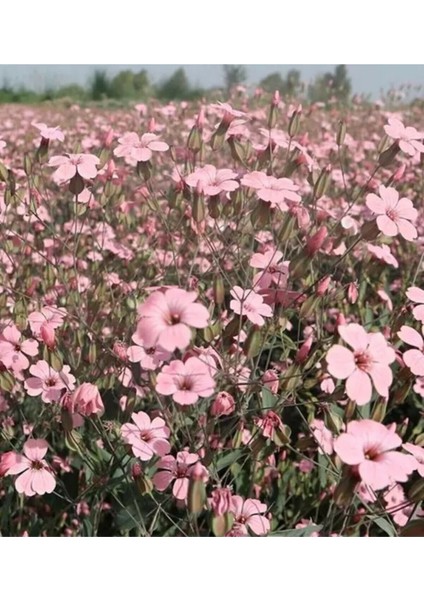 10 Adet Pembe Cosmos Çiçeği Tohumu
