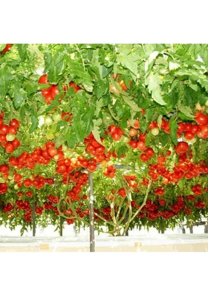 50 Adet Nadir Domates Ağacı Tohumu