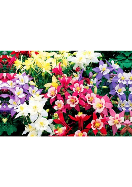 10 Adet Yer Küpelisi Çiçeği Tohumu (Aquilegia Viridiflora)