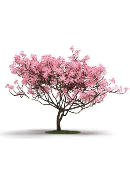 Manolya Ağacı Tohumu 5 Adet Tohum