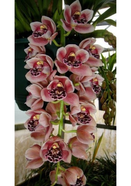 Üç Göbekli Orkide Çiçeği Tohumu 10 15 Adet