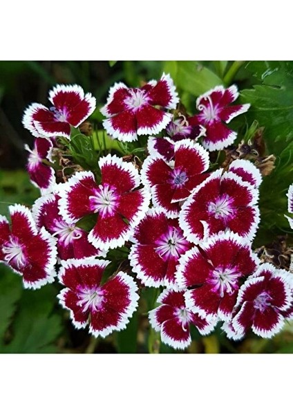 10 Adet Bordo-Beyaz Renkli Hüsnüyusuf Çiçeği Tohumu