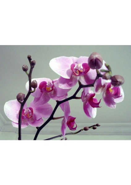 Soft Pembe Orkide Tohumu 10 Adet