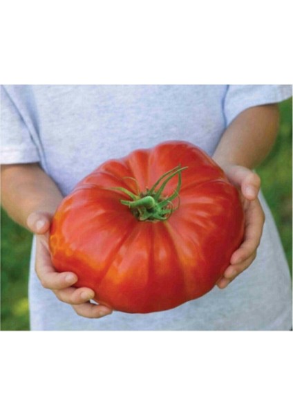 Süper Paket 250 Adet Tohum Ithal Dev Hollanda Domatesi Tohumu Domates Tohumu