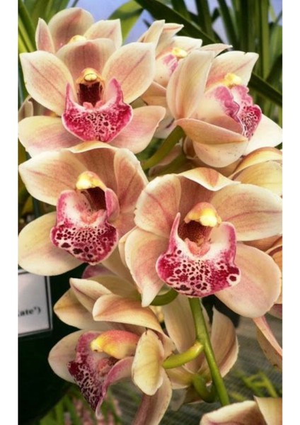 Fildişi Orkide Çiçeği Tohumu 10 15 Adet