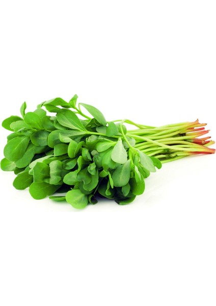 200 Adet Iri Yapraklı Semizotu Tohumu