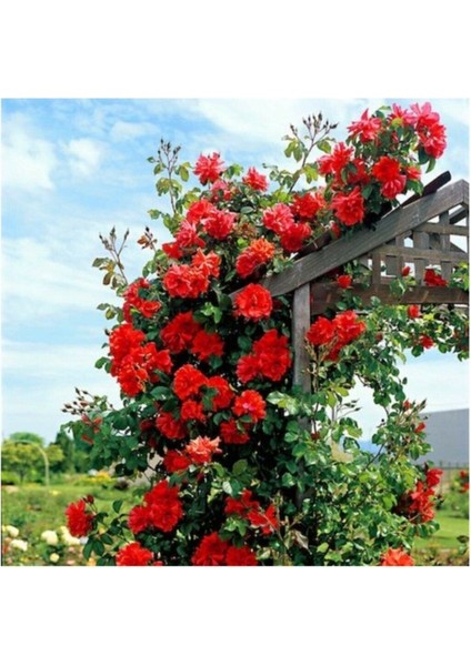 Ithal Nadir Kırmızı Sarmaşık Gül Tohumu 5 Adet