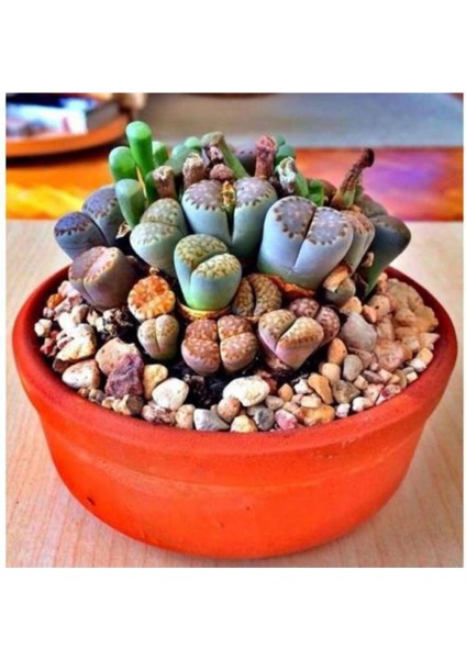 Lithops Taş Çiçek Tohumu 15 Adet