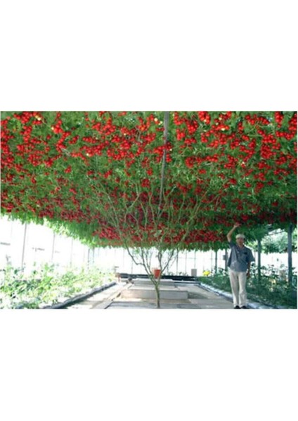 Eko Paket 35 Adet Tohum Italyan Domates Ağacı Tohumu