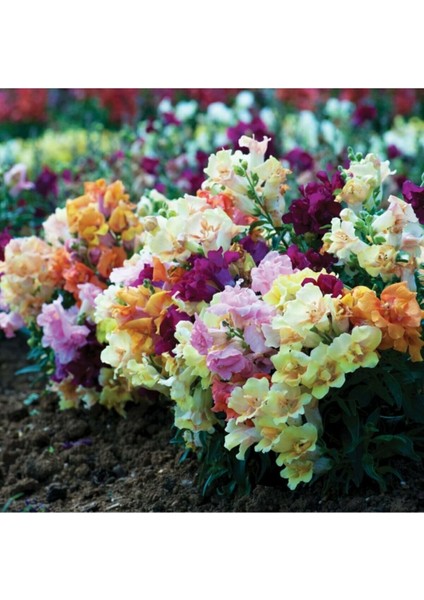 Karışık Iri Aslan Ağzı Çiçeği Tohumu (90 Tohum)