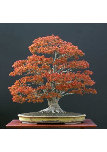 Acer Palmatum Bonsai Tohumu 3 Adet