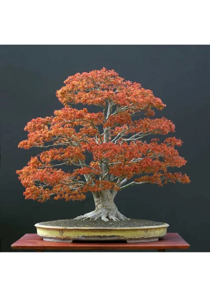 Tohum Dünyam Acer Palmatum Bonsai Tohumu 3 Adet