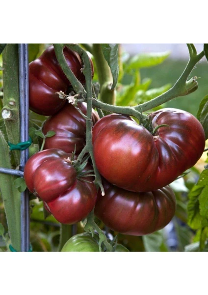 Tohum Dünyam 10 Adet Siyah Kırım Domatesi Tohumu