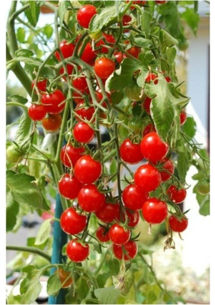 Delıcıous Salkım Cherry Domates 25 Tohum