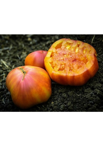 10 Adet Gökkuşağı Domates Tohumu