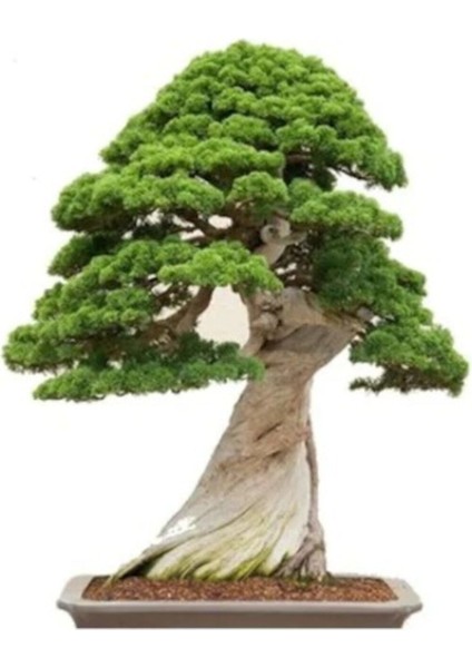 Okaliptüs Bonzai Ağacı Tohumu 5 Adet Bonsai Ağacı Tohumu