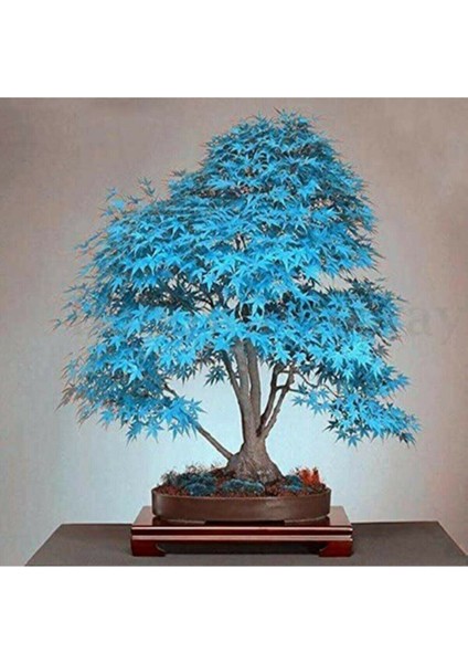 Mavi Akçaağaç Bonsai Tohumu 5 Adet