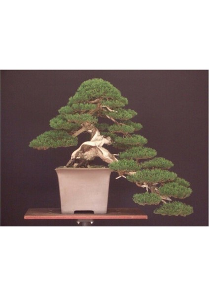 Bodur Lübnan Sediri Bonzai Ağacı Tohumu 5 Adet Bonsai Ağacı Tohumu
