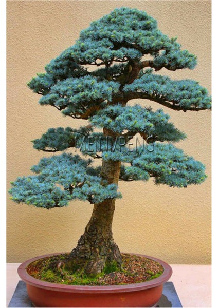 Bodur Mavi Selvi Bonzai Ağacı Tohumu 5 Adet Bonsai Ağacı Tohumu