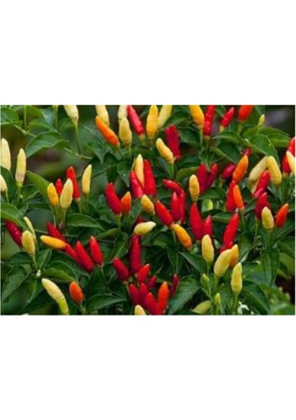 Tabasco Acı Biber 10+ Tohum