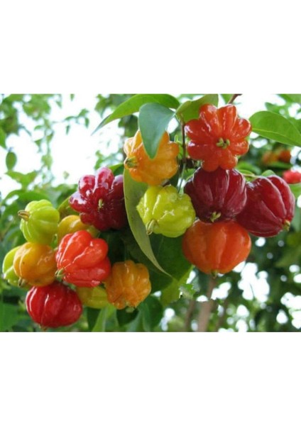 10 Adet 5 Renk Kore Biberi