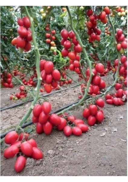 Saksılık Zeytin Cherry Domates 10 Tohum