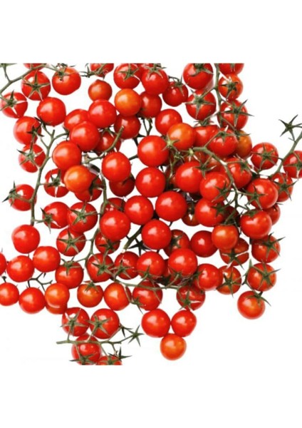 Minik Bezelye Cherry Domates 10 Tohum