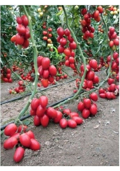 Zeytin Cherry Domates Tohumu Ortalama 25+ Tohum