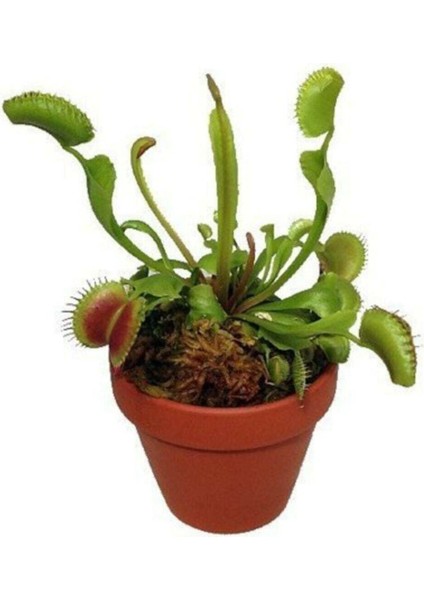 Venus Fly Trap Tohumu 5 Adet Tohum Etçil Bitki Etobur Bitki Sinek Kapan