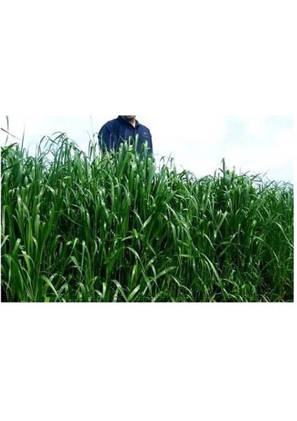 5 kg Italyan Süt Otu Ithal Ryegrass Tohumu Baqueano (25 kg Lık Ambalajından Bölünerek Gönderilir)