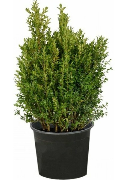 Küçük Yapraklı Şimşir Buxus Sempervirens Suffruticosa  20-40 Cm, Saksıda