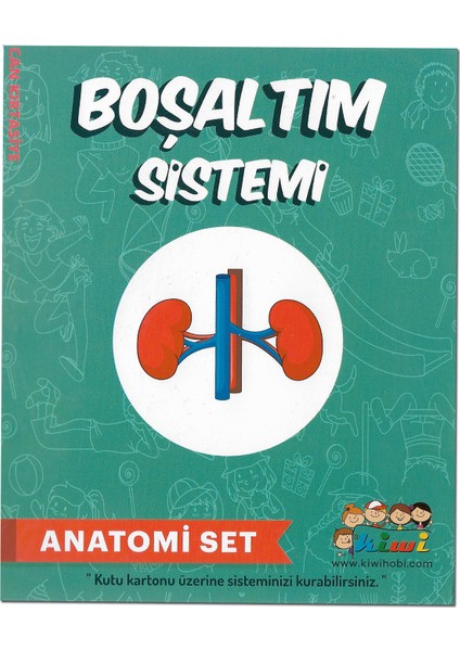Boşaltım Sistemi Anatomi Set