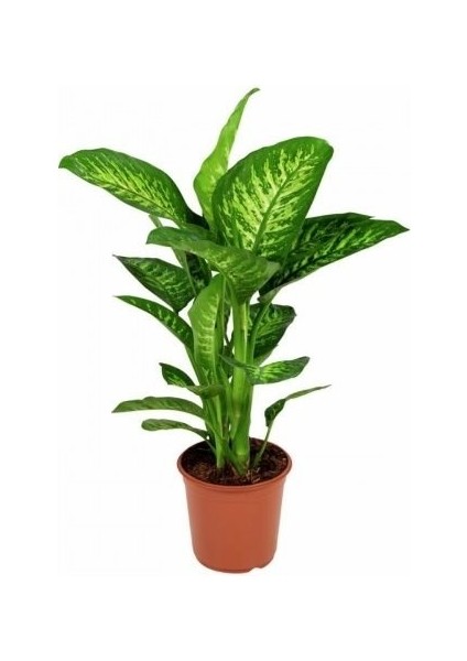 Difenbahya Tropic Snow