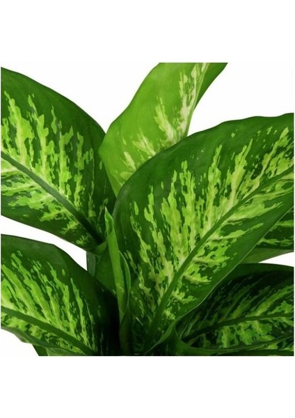 Difenbahya Tropic Snow