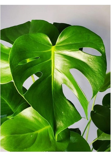Deve Tabanı Monstera 60-80CM