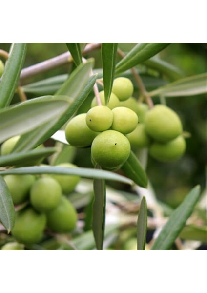 Gemlik Zeytin ( Trilye ) Fidanı 4 Adet fiyatları