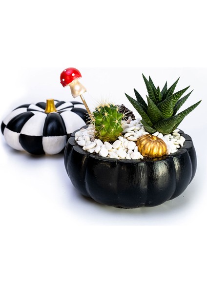 Black Kabak Saksıda Sukulent Aranjmanı ve Dama Dekoratif Bal Kabağı