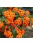 Turuncu Bodur Ateş Dikeni Fidanı Pyracantha Coccinea Nana , 20-40 Cm, Saksıda 1