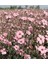 10 Adet Pembe Cosmos Çiçeği Tohumu 1