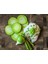 20 Adet Japon Wasabi Turpu Tohumu 1