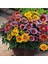 Gazania Çiçek Tohumu 5 Adet 1