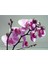 Soft Pembe Orkide Tohumu 10 Adet 1