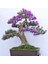 Jakaranda Bonzai Ağacı Tohumu 5 Adet Bonsai Ağacı Tohumu 1