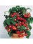 Cherry Saksılık Domates Tohumu 15 Adet 1