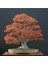 Acer Palmatum Bonsai Tohumu 3 Adet 1